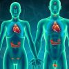 Endocrinologie